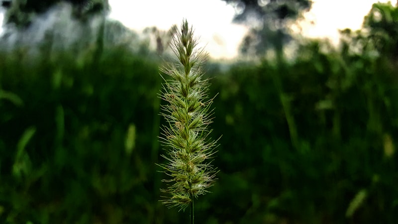 cho dang village photos