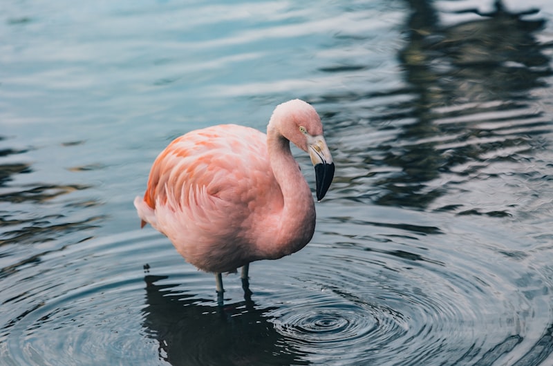 flamingo restaurants in las vegas