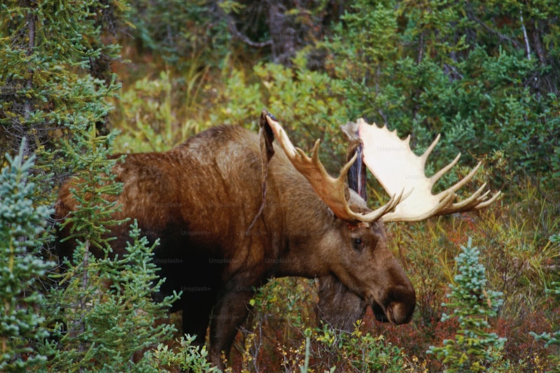 moose mcgillycuddy's locations