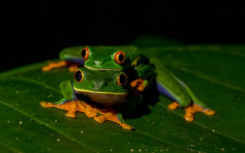 red frog