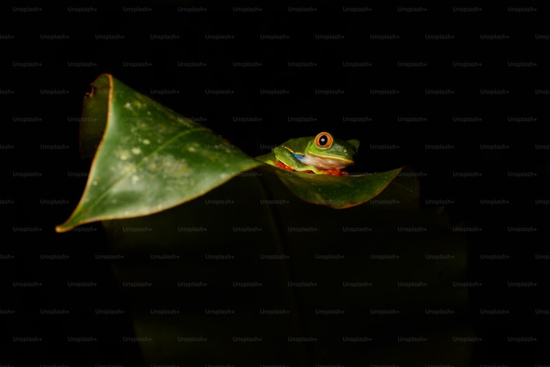 red frog beach panama