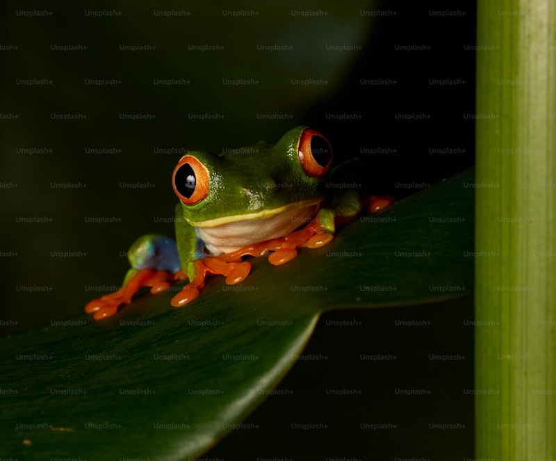 red frog panama