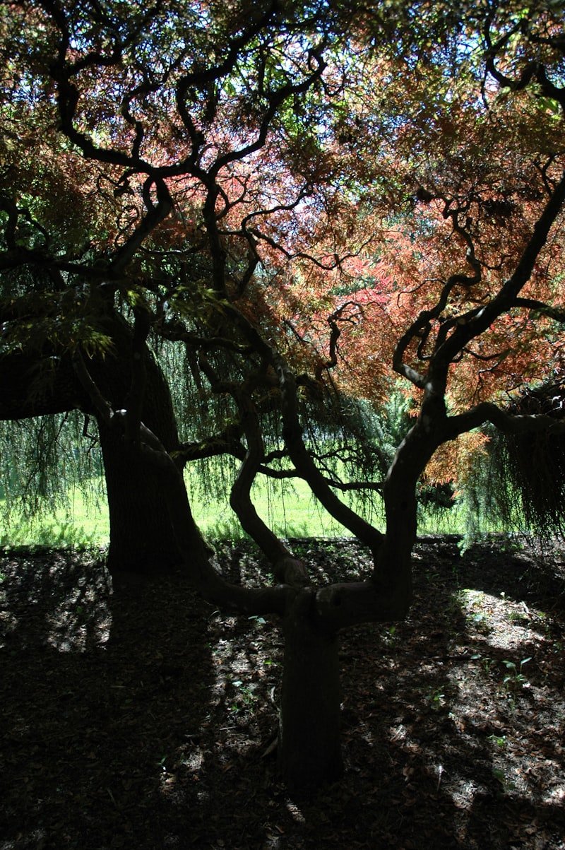 sunny teriyaki tukwila photos