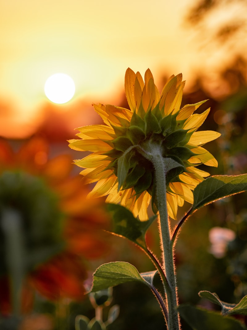 the sunflower lounge